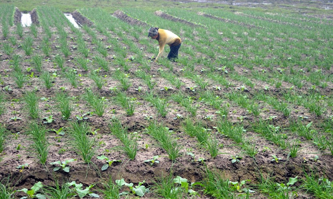 Mô hình trồng hành xen canh với cây su hào, ớt và đậu đỏ được phụ nữ Gia Ninh tích cực thực hiện.