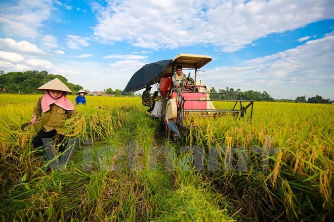  Thu hoạch lúa. (Ảnh: Vietnam+)