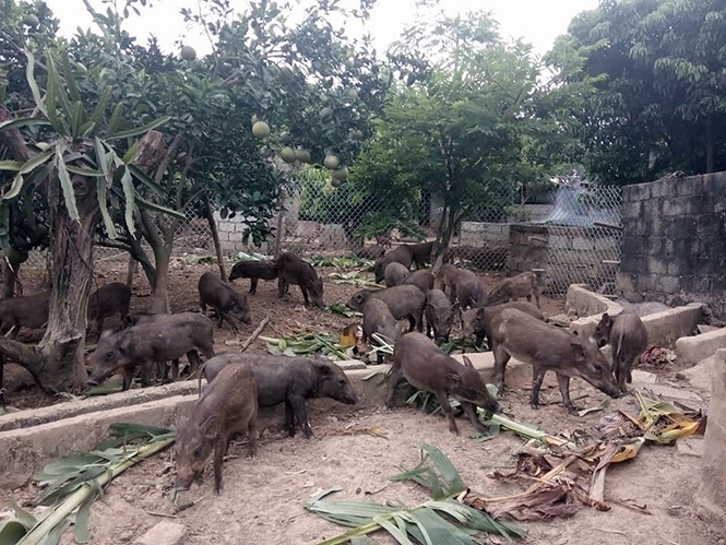 Nhiều trang trại, gia trại ở Lệ Thủy tăng cường chăm sóc vật nuôi để phục vụ thị trường Tết Nguyên đán 2018.