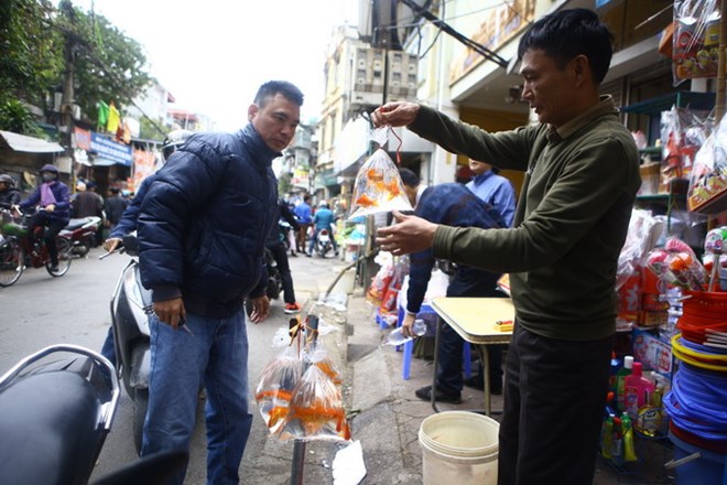  Người dân thủ đô mua cá chép vàng cúng ông Công, ông Táo. (Ảnh: Minh Quyết/TTXVN)