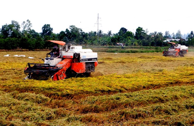 Thu hoạch lúa Đông Xuân. (Ảnh: Thanh Liêm/TTXVN)