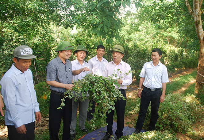 Đồng chí Nguyễn Hữu Hoài, Phó Bí thư Tỉnh ủy, Chủ tịch UBND tỉnh thăm mô hình nông nghiệp vùng gò đồi huyện Bố Trạch.