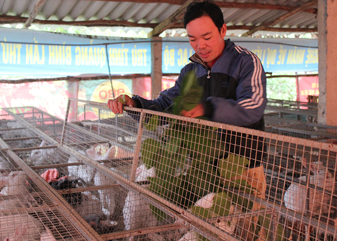 Anh Cao An Thuyên chăm sóc đàn thỏ lai.