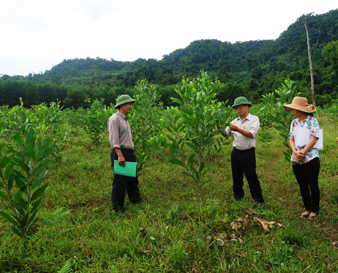 Mức sinh trưởng của 2 dòng keo lai nhân tạo AM2, AM3 tương đương hoặc vượt trội hơn dòng keo lai tự nhiên BV16.