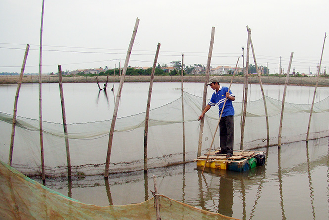  Anh Nguyễn Minh Thắng đang thả nuôi hơn 10.000 con cua.