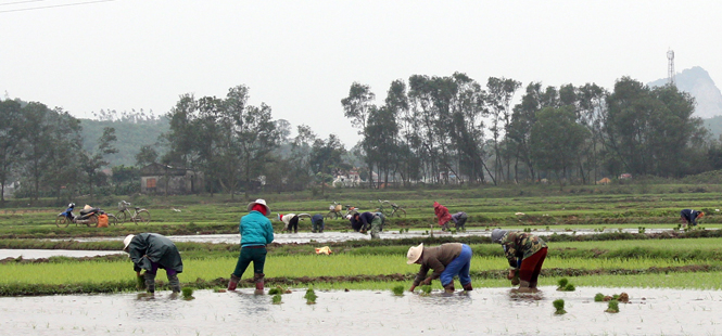 Bà con nông dân ở xã An Ninh đã xuống đồng chăm sóc lúa.