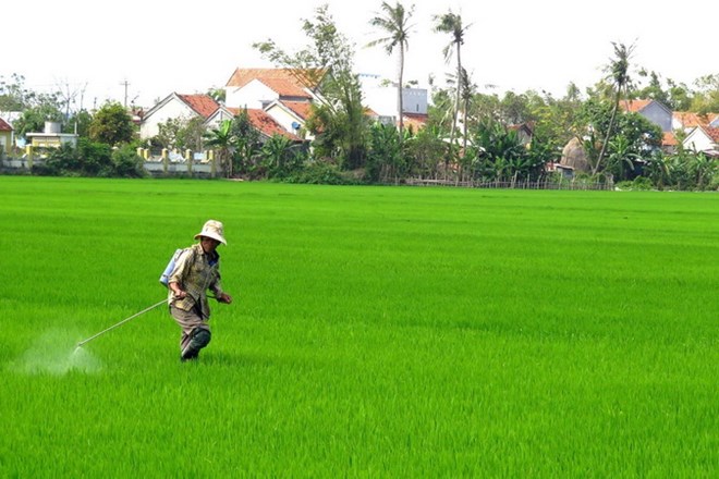 Nông dân xã Hòa An, huyện Phú Hòa, phun thuốc trừ sâu bệnh. (Ảnh: Thế Lập/TTXVN)