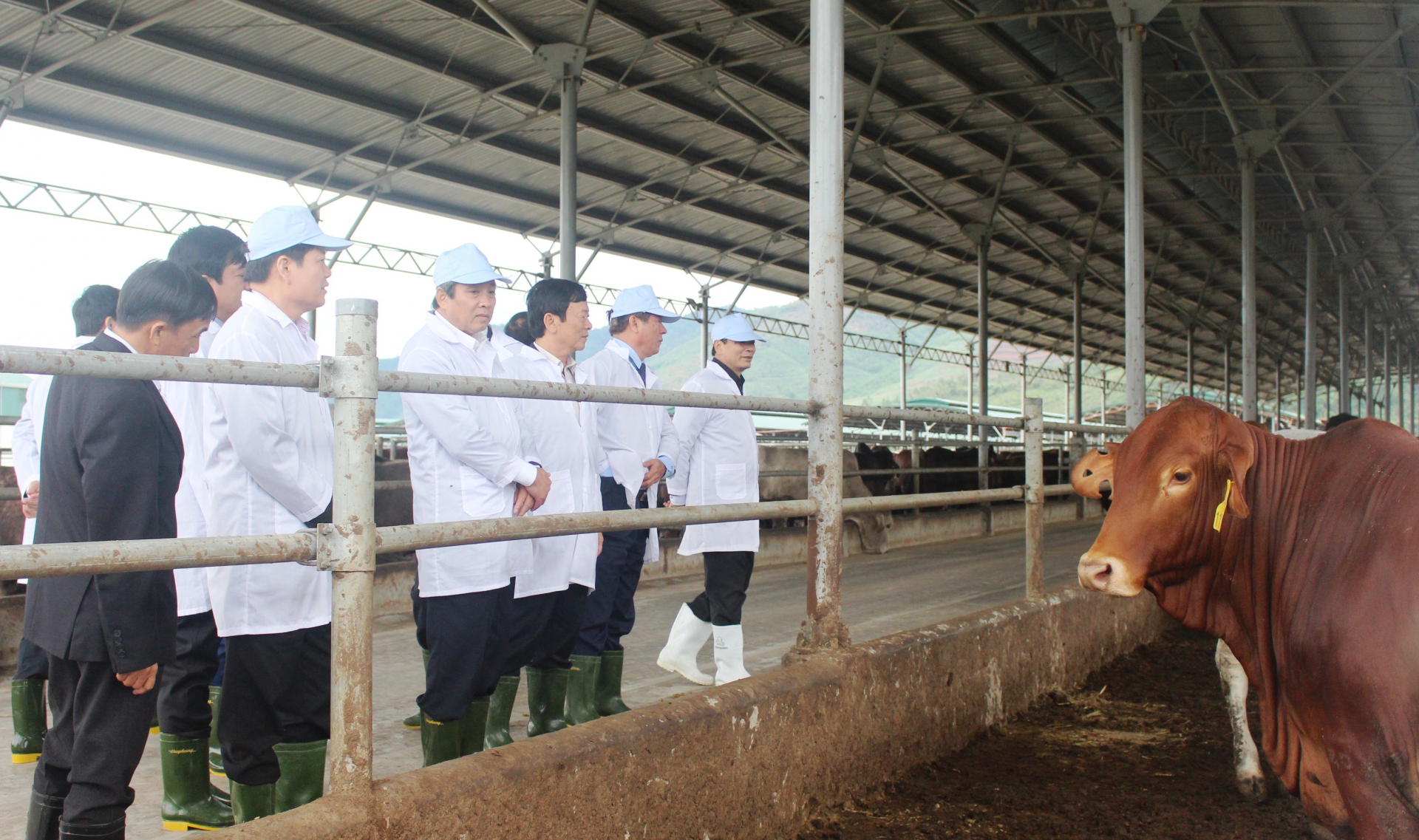   Đồng chí thư Tỉnh ủy Hoàng Đăng Quang kiểm tra hoạt động chăn nuôi tại Công ty TNHH chăn nuôi Hòa Phát Quảng Bình