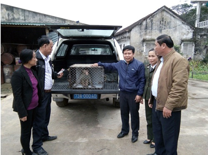 Lực lượng chức năng tiếp nhận cá thể khỉ vàng do gia đình ông Hoàng Duy Hải giao nộp.