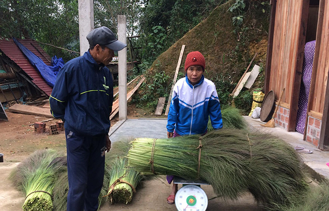 Bà con phấn khởi thu hoạch vụ đót đầu tiên.