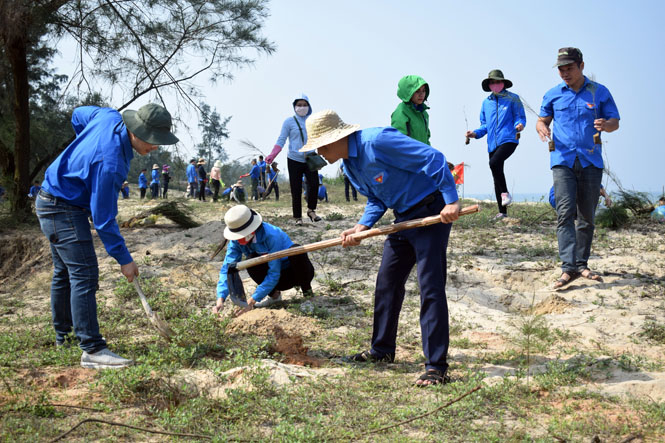 Các ĐVTN tham gia trồng cây phi lao chắn cát tại bãi biển Quang Phú trong “Ngày Chủ nhật xanh”.