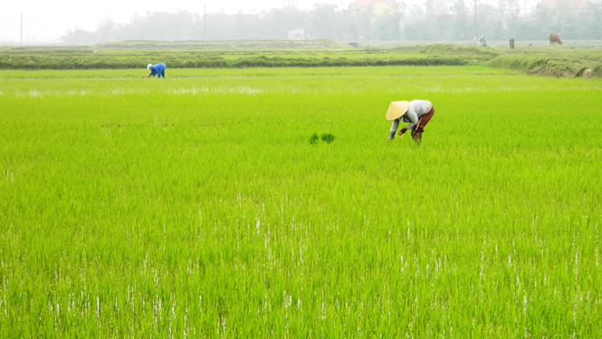 Bà con nông dân thị xã Ba Đồn tỉa dặm lúa đông-xuân