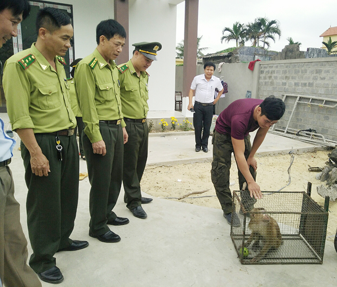 Các cơ quan chức năng tiếp nhận cá thể khỉ đuôi lợn do anh Nguyễn Đồng Hiếu giao nộp.