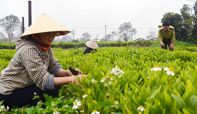 Nguồn giống tại vườn ươm của Công ty TNHH MTV LCN Long Đại bảo đảm chất lượng.