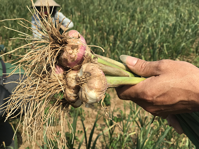 Nhờ chăm bón đúng quy trình kỹ thuật, sản phẩm tỏi vụ đông-xuân 2017-2018 củ to và chắc hơn so với các vụ trước.