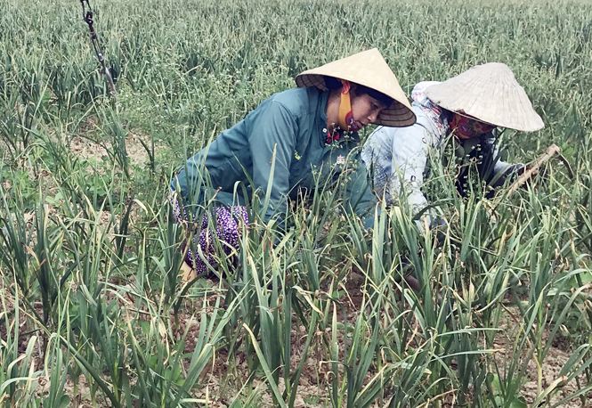 Người dân chăm sóc tỏi.