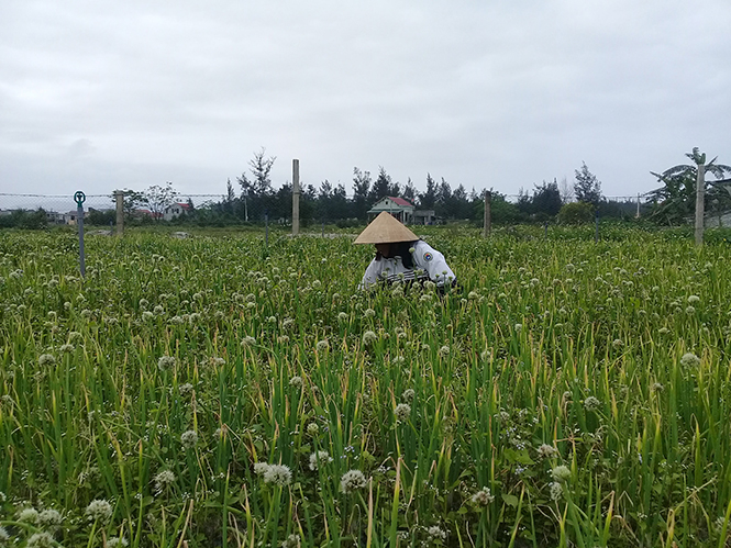 Mô hình sản xuất rau an toàn của anh Dương Quốc Phong sẽ còn rất nhiều việc phải làm để quyết tâm xây dựng thương hiệu rau sạch Đồng Trạch.