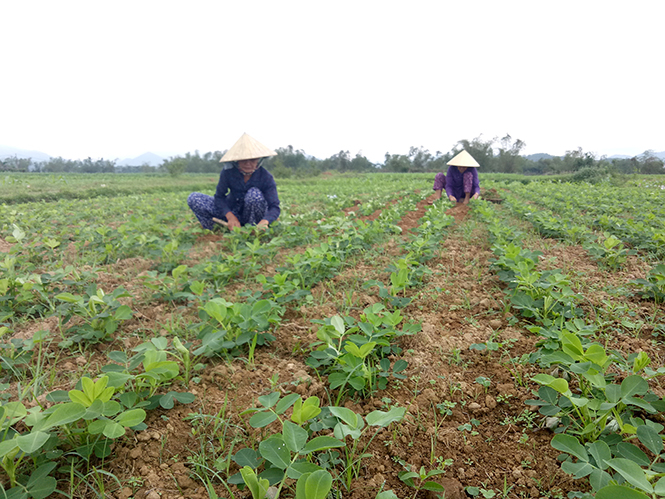 Nông dân Bố Trạch chủ động chăm sóc cây trồng vụ đông-xuân.