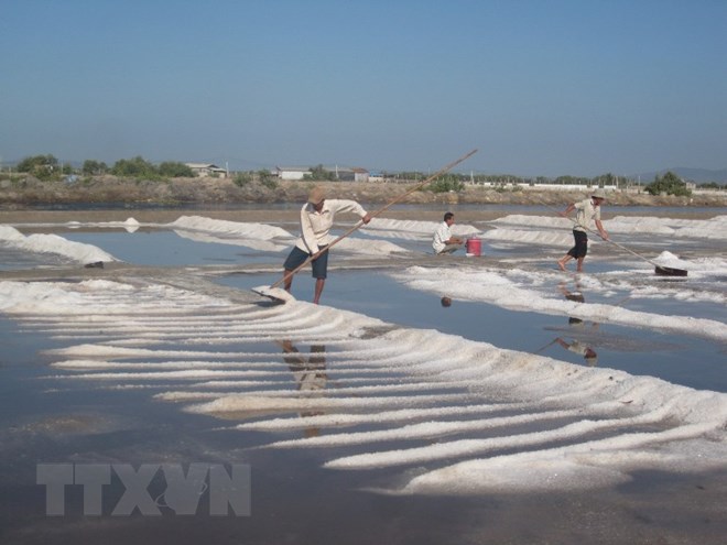 Diêm dân thu hoạch muối. (Ảnh: Hoàng Nhị/TTXVN)