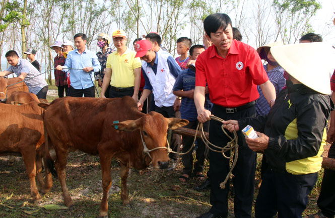 Bàn giao bò cái giống sinh sản của Quỹ Thiện tâm (Tập đoàn Vingroup) cho các hộ nghèo ở huyện Lệ Thủy