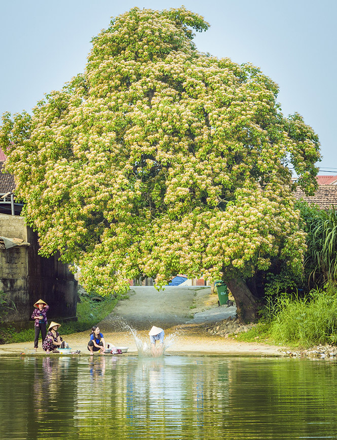 Hoa bún bên sông.                             Ảnh TRẦN LONG