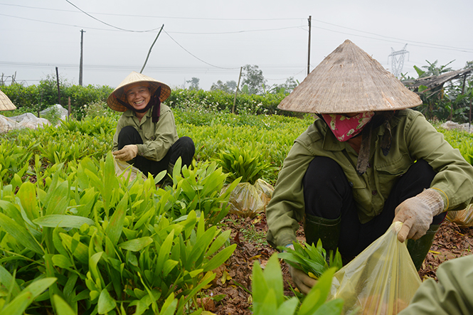 Nguồn giống bảo đảm chất lượng phục vụ cho việc trồng rừng đạt hiệu quả cao.