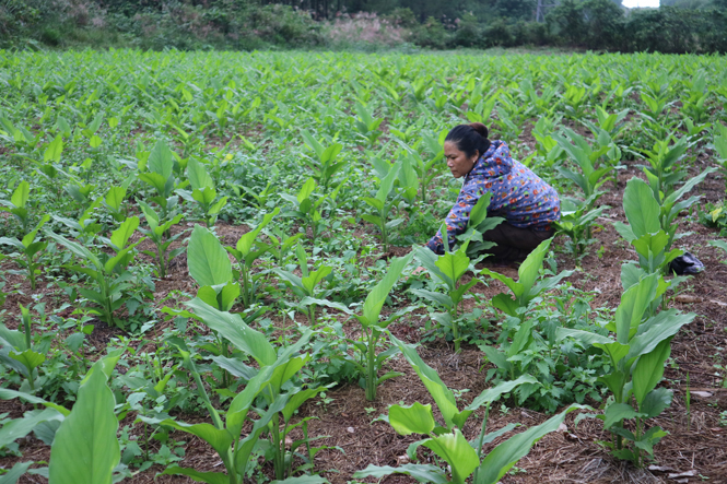 Nhờ vốn vay ưu đãi, nhiều chị em phụ nữ đã mạnh dạn phát triển sản xuất, thoát nghèo bền vững.