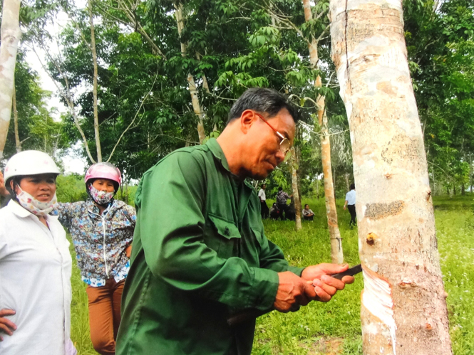 Bằng nguồn vốn vay từ NHCSXH, nhiều hội viên CCB có hoàn cảnh khó khăn đã có thêm điều kiện phát triển sản xuất, kinh doanh để vươn ổn định cuộc sống.