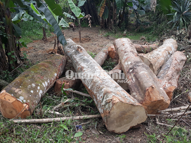 Gỗ bị khai thác không đúng quy định tại khu vực miếu thuộc thôn Ba Nương, xã Xuân Hóa, huyện Minh Hóa.