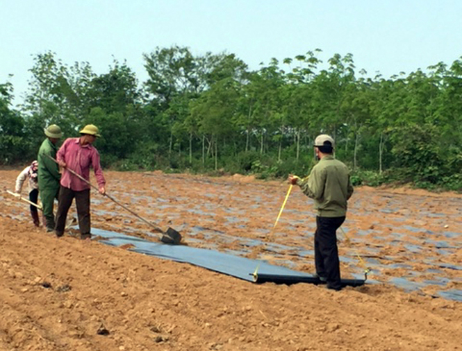 Mô hình trồng cây dược liệu của anh Võ Văn Hùng, ở xã Hoà Trạch cho thu nhập ổn định.