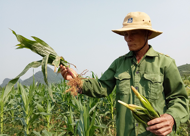 Diện tích ngô của gia đình ông Cao Xuân Lành, xã Trung Hóa bị sâu bệnh gây hại. Tải