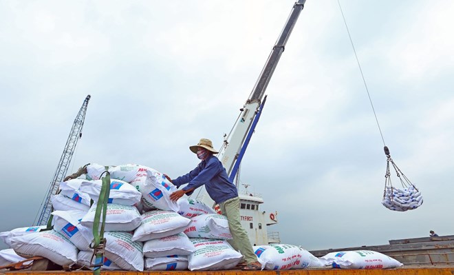 Điều chỉnh thời gian thực hiện thủ tục từ 15 ngày làm việc xuống còn 10 ngày đối với hoạt động cấp lại, điều chỉnh nội dung Giấy chứng nhận đủ điều kiện kinh doanh xuất khẩu gạo. (Ảnh: TTXVN)