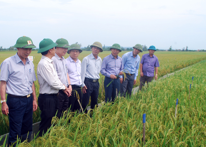 Đồng chí Nguyễn Hữu Hoài, Chủ tịch UBND tỉnh và Đoàn công tác thăm mô hình thực nghiệm tại Trung tâm nghiên cứu giống cây trồng Phúc Lý.