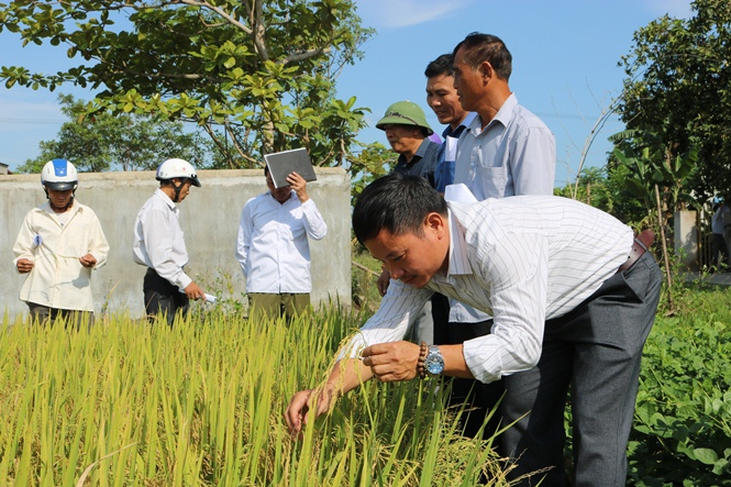 Giống lúa Bắc Thịnh sinh triển tốt, năng suất cao.