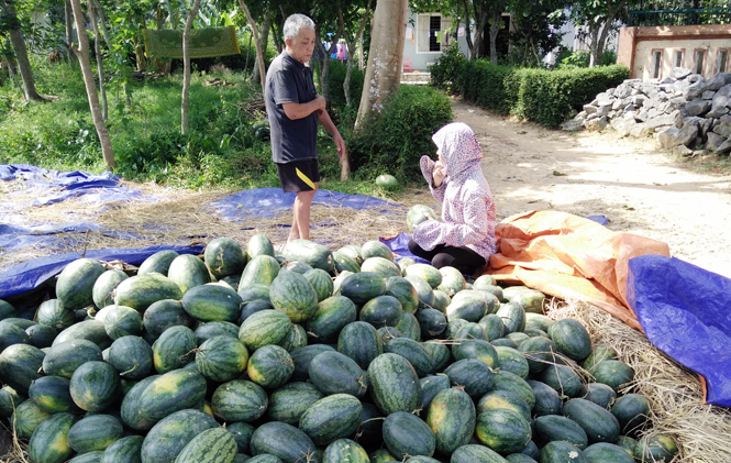  Dưa hấu lại 