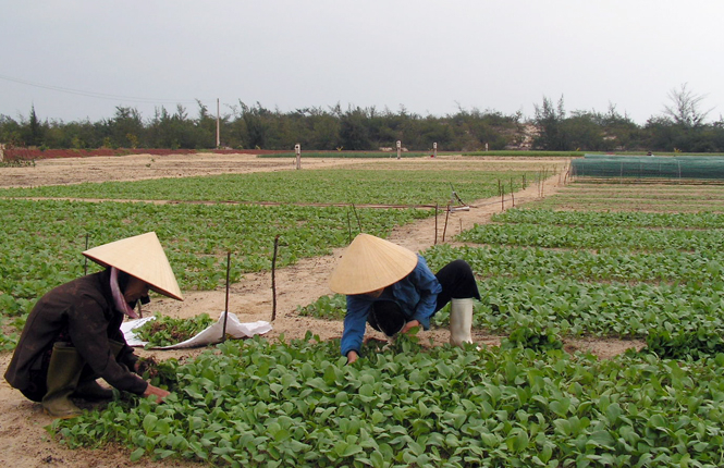 Mô hình thực hành sản xuất rau an toàn tại TP. Đồng Hới.