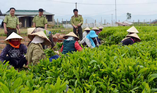 Lực lượng kiểm lâm kiểm tra chất lượng giống tại các vườn ươm.