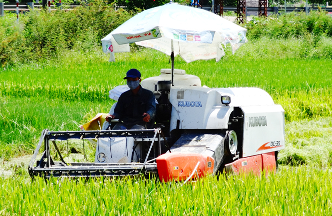 Cơ giới hóa trong thu hoạch lúa.