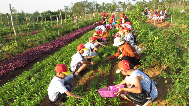 nhổ cỏ cho các luống rau...