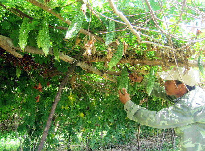 Nông dân thôn Long Đại (xã Hiền Ninh, Quảng Ninh) chuyển đổi đất lúa 1 vụ sang trồng mướp đắng đem lại hiệu quả kinh tế cao.