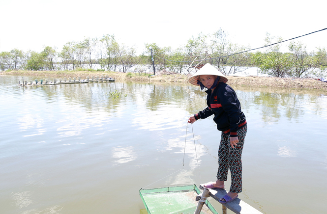 Chị Vũ Minh Hường, ở xã Duy Ninh (Quảng Ninh) đã thoát nghèo trở thành hộ sản xuất kinh doanh giỏi nhờ nguồn vốn từ Qũy HTPNPT.