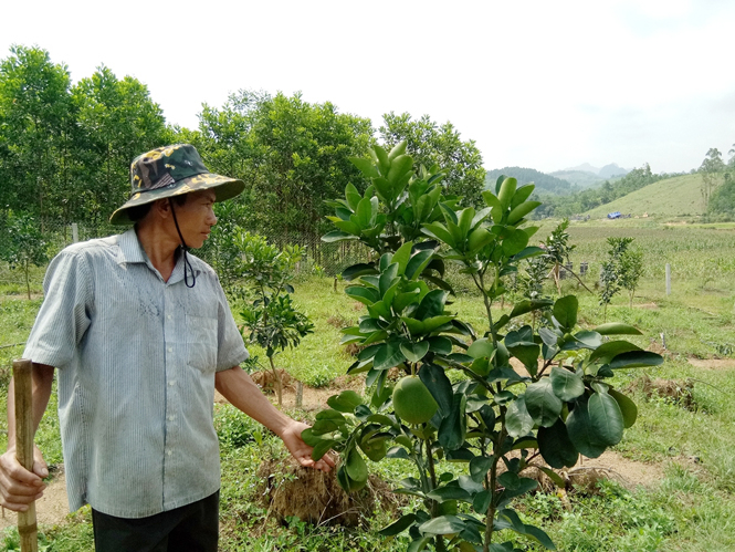 Mô hình trồng bưởi Diễn của gia đình anh Đinh Láng, xã Hồng Hóa.