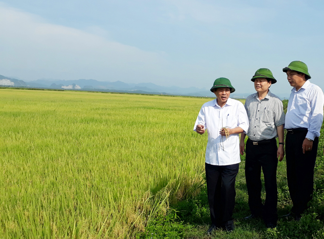 Đồng chí Bí thư Tỉnh uỷ thăm mô hình canh tác lúa cải tiến SRI, mô hình thành công của HTX Mỹ Lộc Thượng (huyện Lệ Thuỷ)