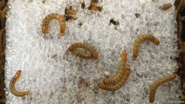 Mealworm tiêu hóa miếng xốp nhựa rất tốt trong điều kiện pha cám lúa mì - Ảnh: ANJA BRADON