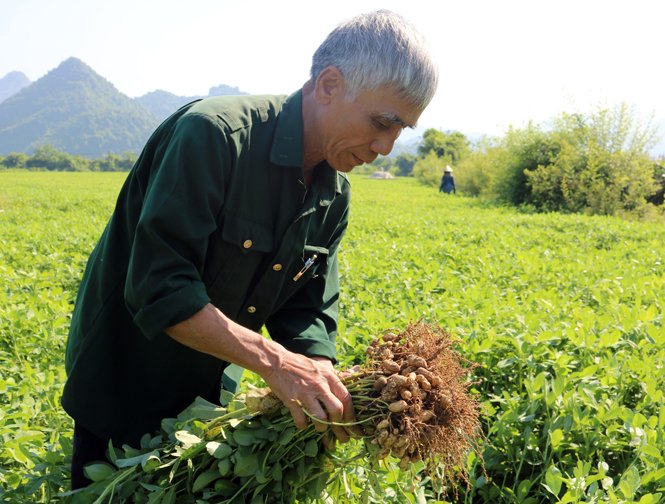 Phương pháp canh tác hiện đại cùng với giống lạc mới mang lại năng suất cao cho người dân huyện Tuyên Hóa.