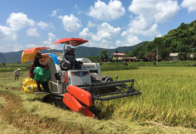 Nông dân Tuyên Hóa đang tích cực thu hoạch lúa đông-xuân.