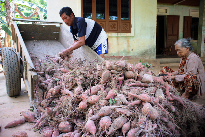 Gia đình ông Nguyễn Quang Khánh ở xã Phong Hóa, huyện Tuyên Hóa thu hoạch khoai lang Hoàng Long đạt năng suất cao Tải