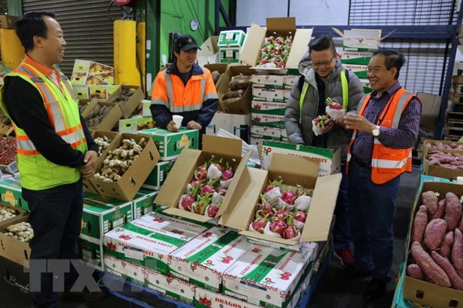 Khách hàng lựa chọn mua trái thanh long tươi của Việt Nam tại chợ đầu mối hoa quả Sydney. (Ảnh: Khánh Linh/TTXVN)