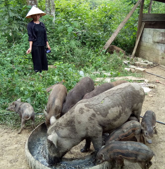 Mô hình nuôi lợn bản của hội viên phụ nữ xã Hóa Tiến. 