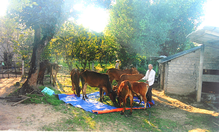 Phong trào “Cựu chiến binh (CCB) giúp nhau giảm nghèo, làm kinh tế giỏi” góp phần hiệu quả vào công tác giảm tỷ lệ hộ CCB nghèo ở Quảng Trạch.
